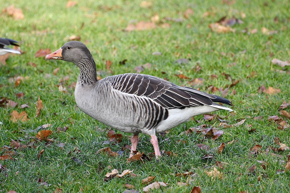 Graugans (anser) - ML646608062