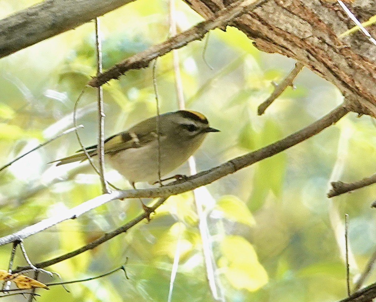 Indianergoldhähnchen - ML646608063