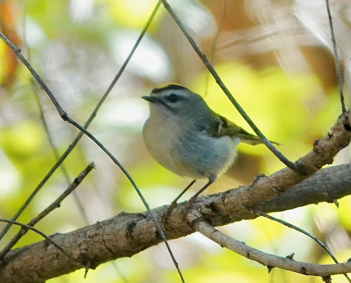 Indianergoldhähnchen - ML646608064