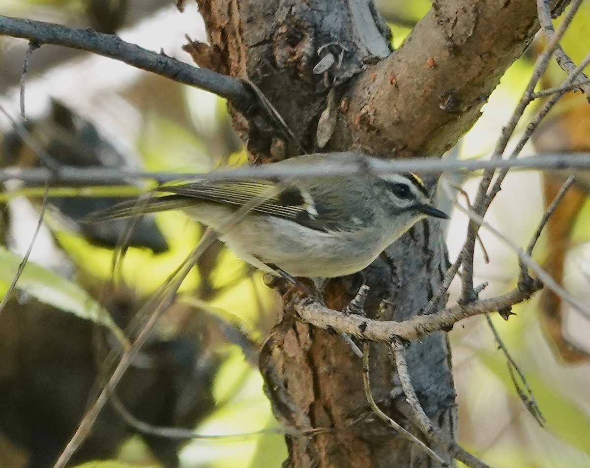 Indianergoldhähnchen - ML646608065