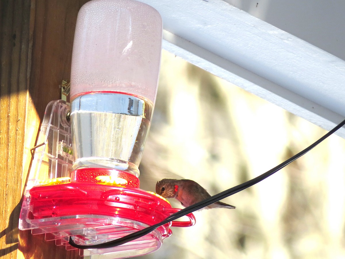 Rufous Hummingbird - ML646608066