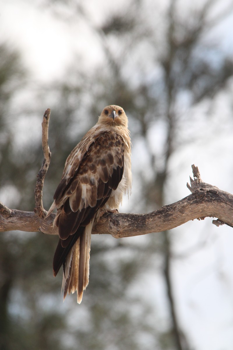 Whistling Kite - ML646608067