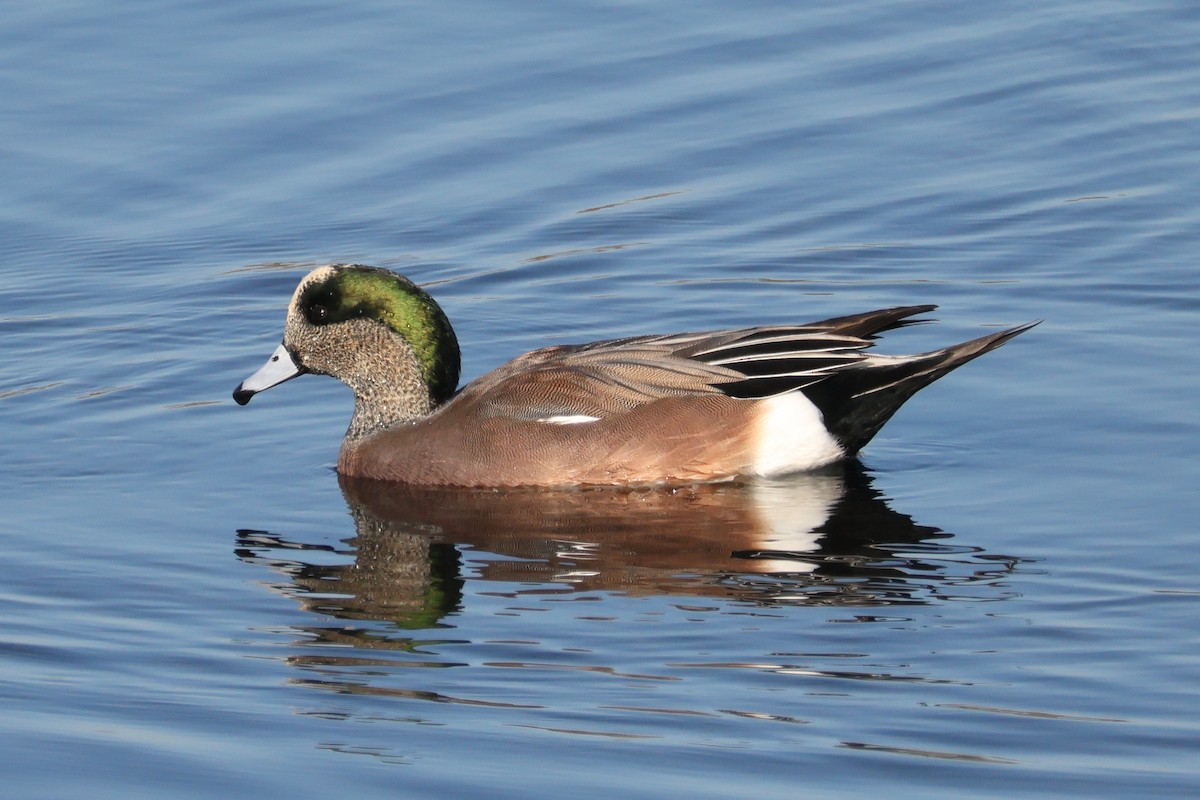 Kanadapfeifente - ML646608069