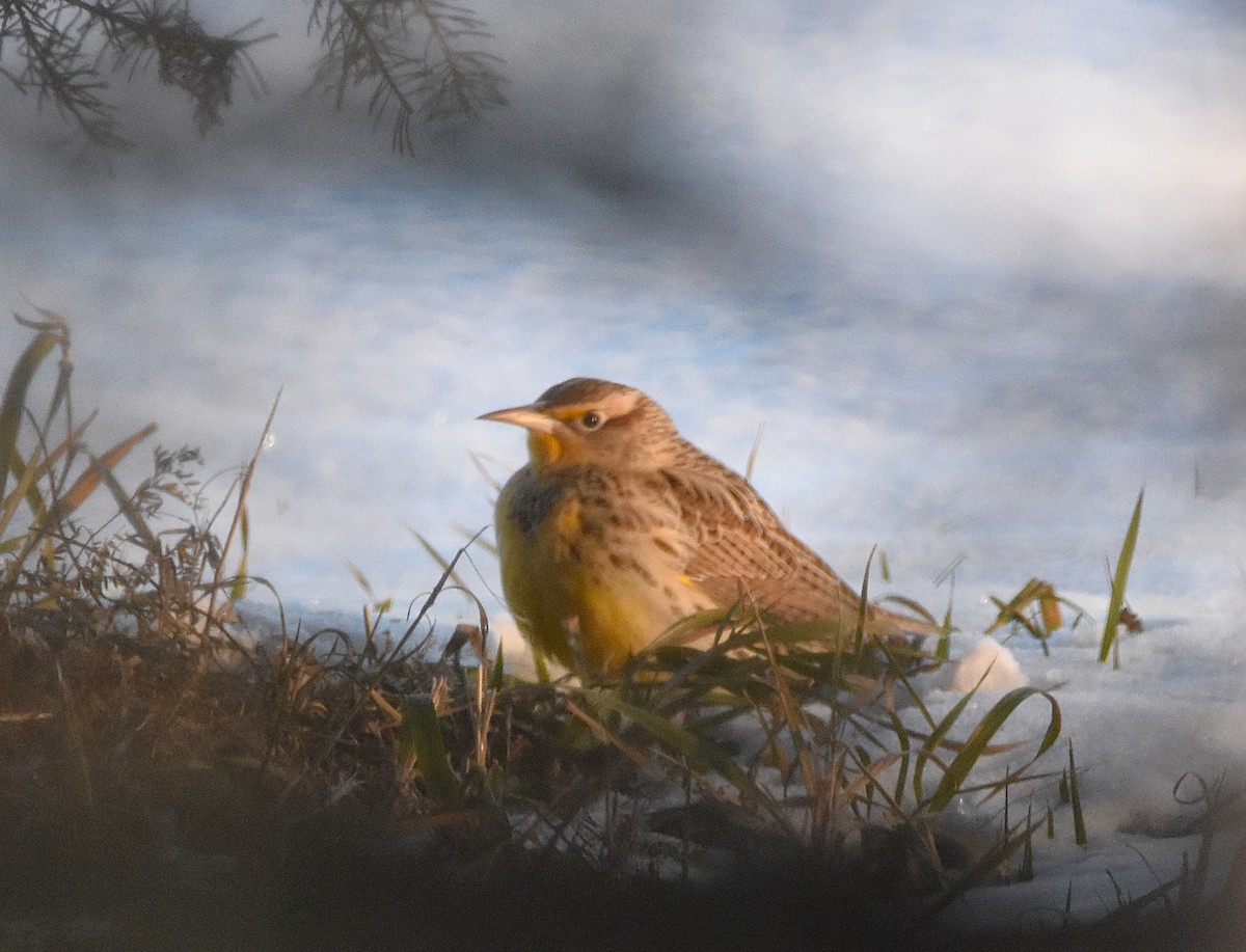 Western Meadowlark - ML646608074