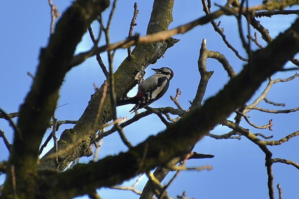 Buntspecht [major-Gruppe] - ML646608075