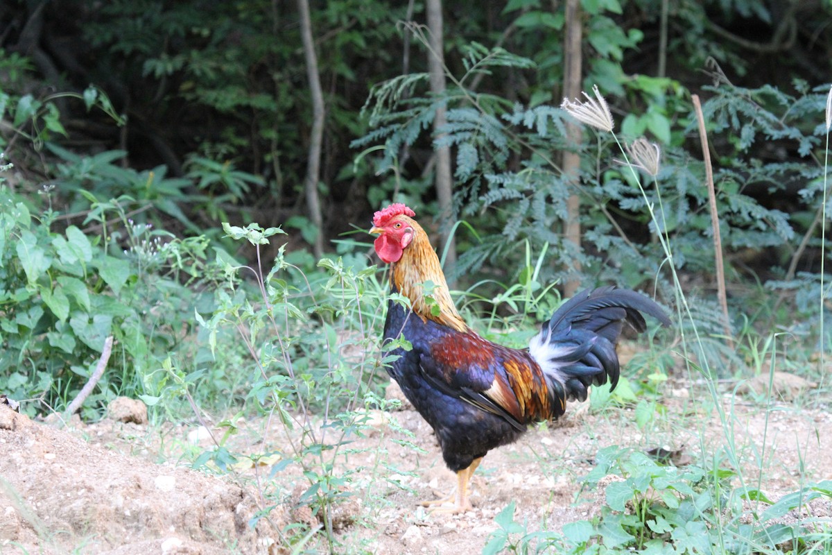 Red Junglefowl - ML646608078