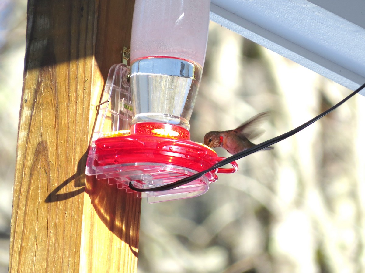 Rufous Hummingbird - ML646608079