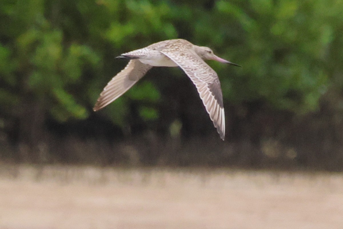 Pfuhlschnepfe - ML646608080