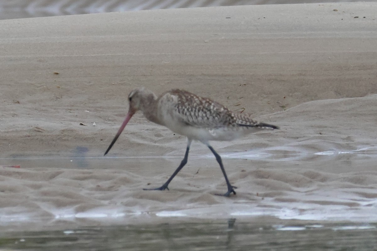 Pfuhlschnepfe - ML646608081