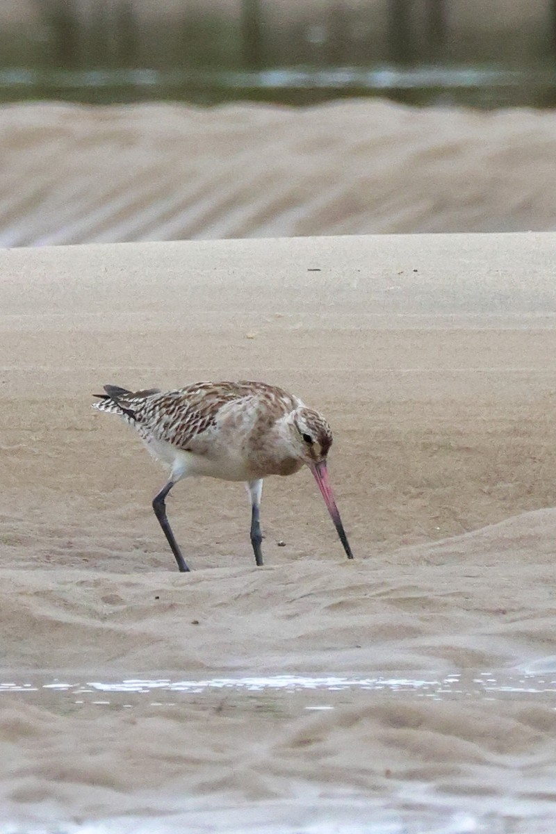 Pfuhlschnepfe - ML646608082