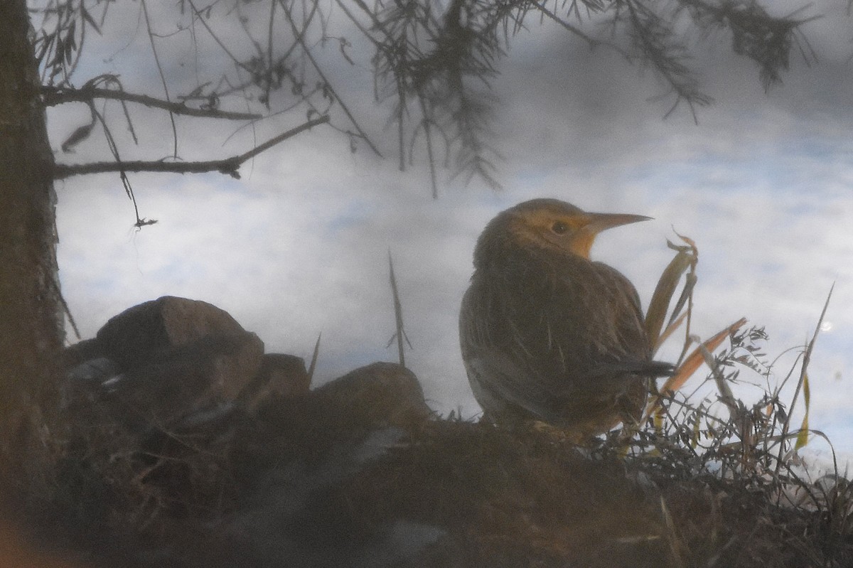 Western Meadowlark - ML646608083