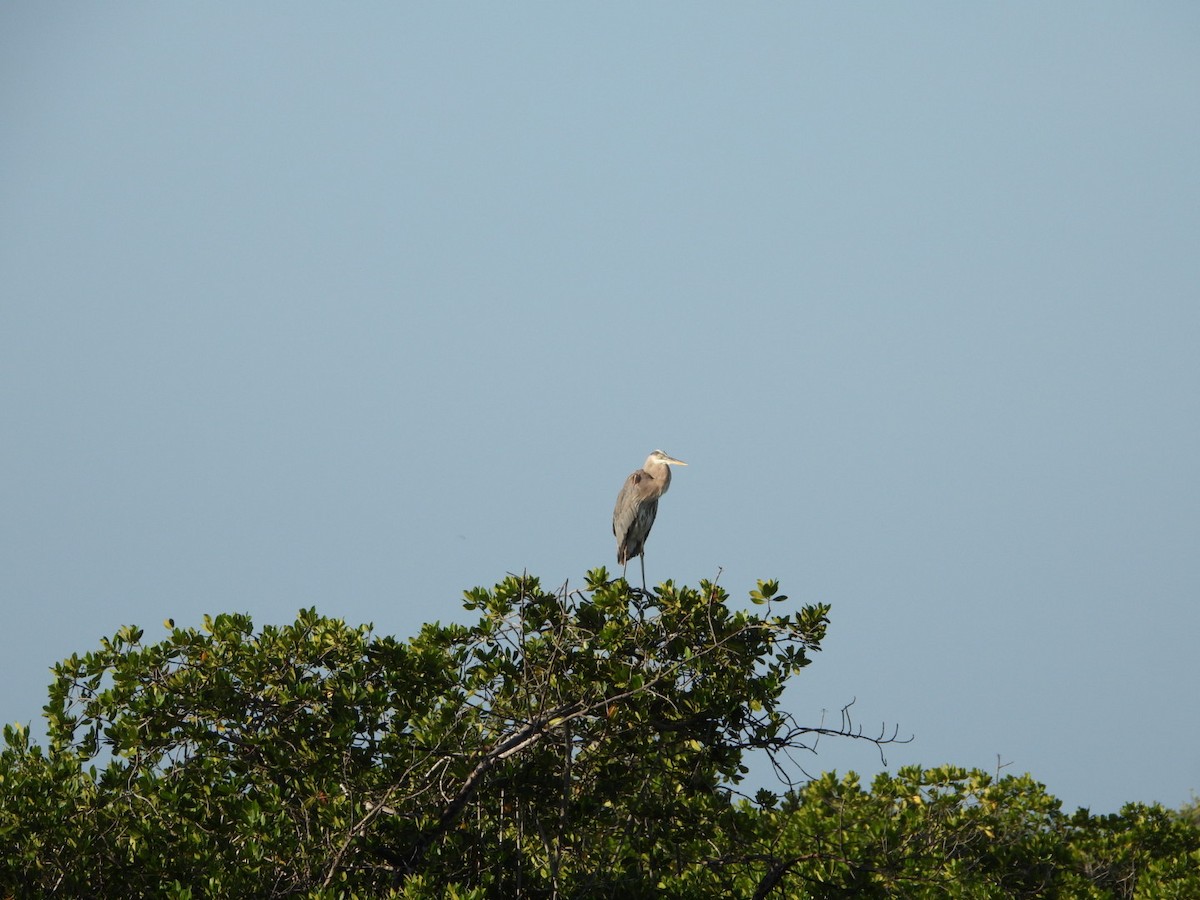 Great Blue Heron - ML646608085