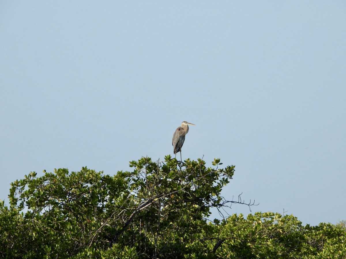 Great Blue Heron - ML646608086