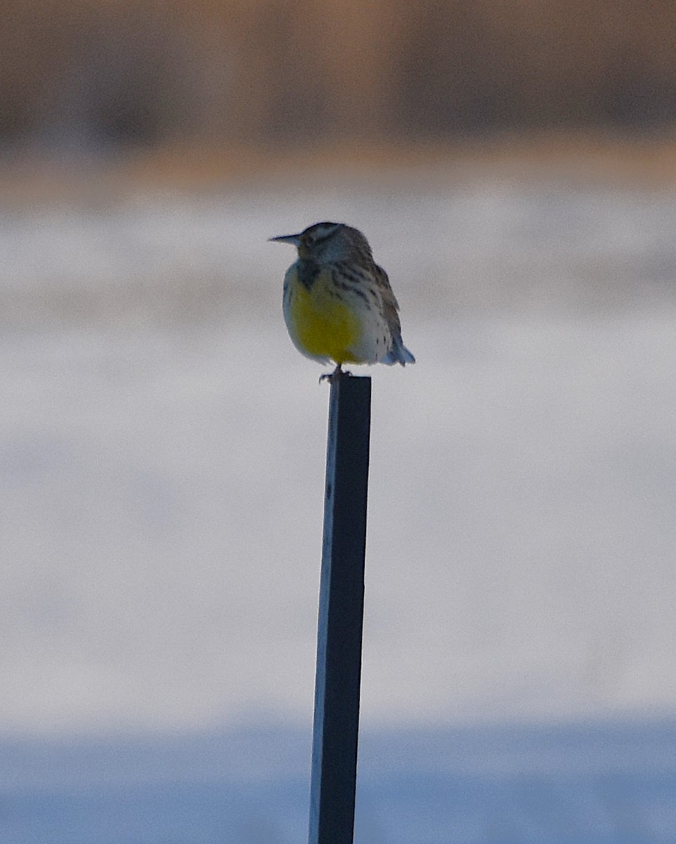 Western Meadowlark - ML646608087