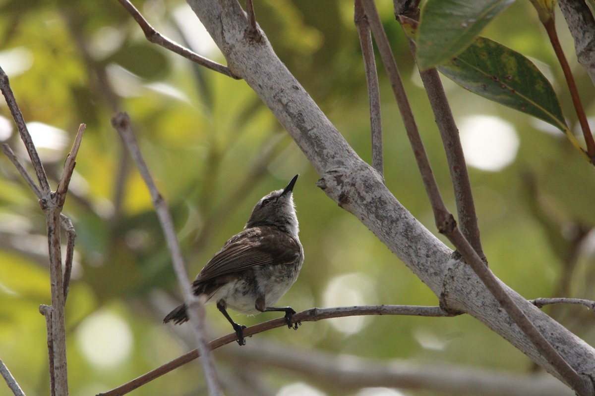 Mangrove Gerygone - ML646608088