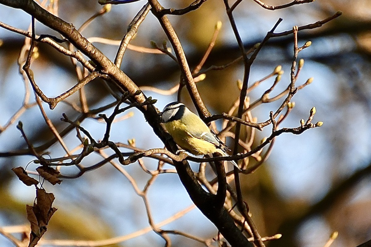 Amilotx urdin europarra - ML646608089