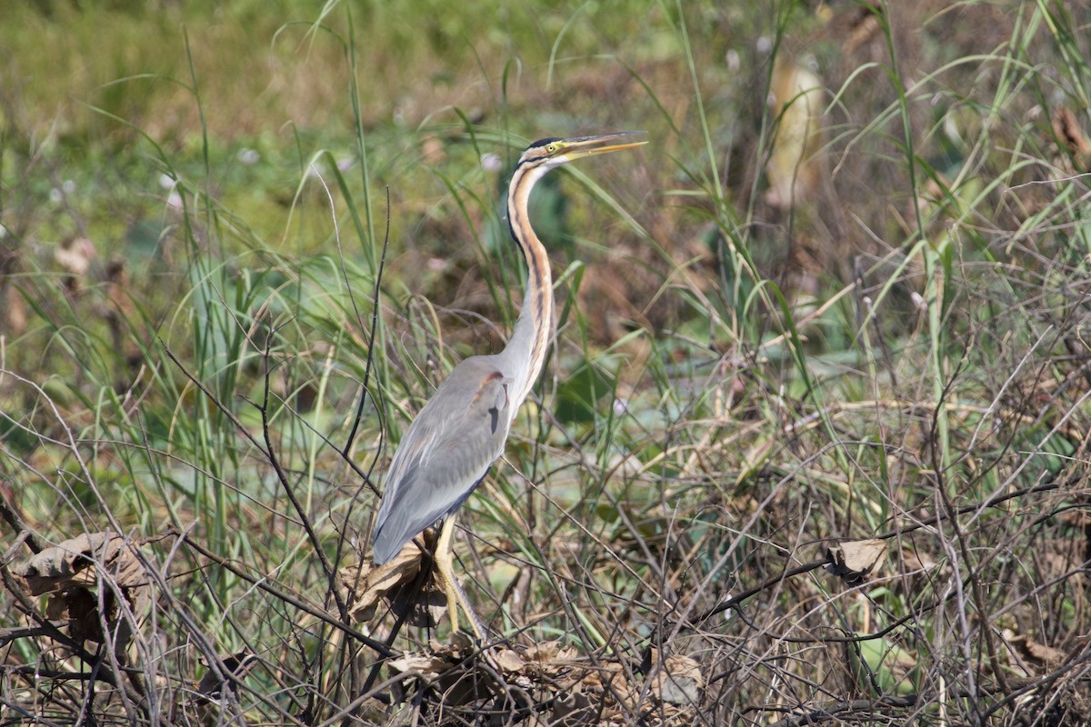Purple Heron - ML646608090