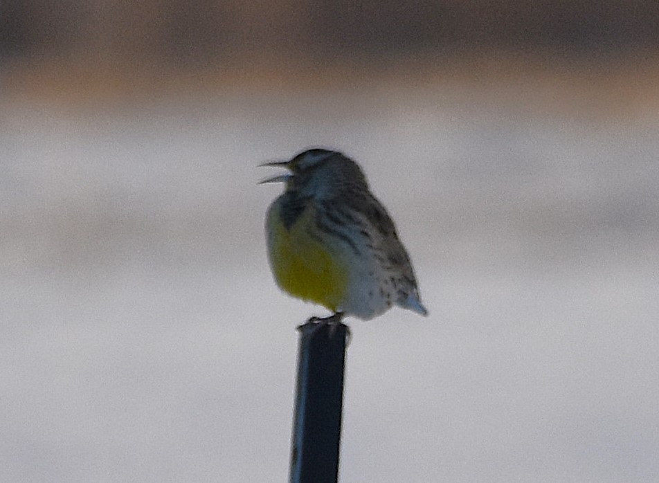 Western Meadowlark - ML646608092