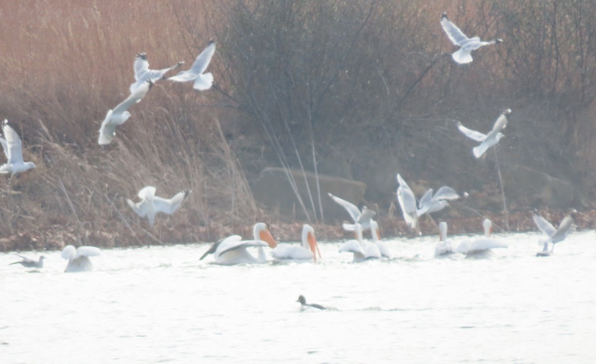 American White Pelican - ML646608101