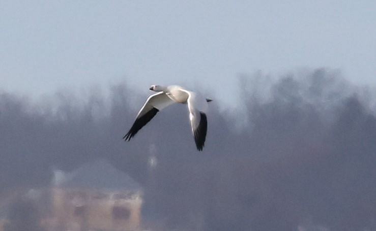 Ross's Goose - ML646608103