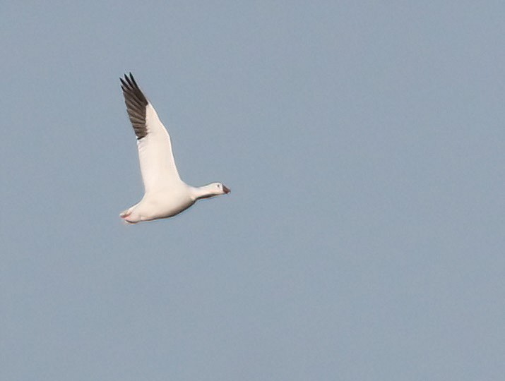 Ross's Goose - ML646608104