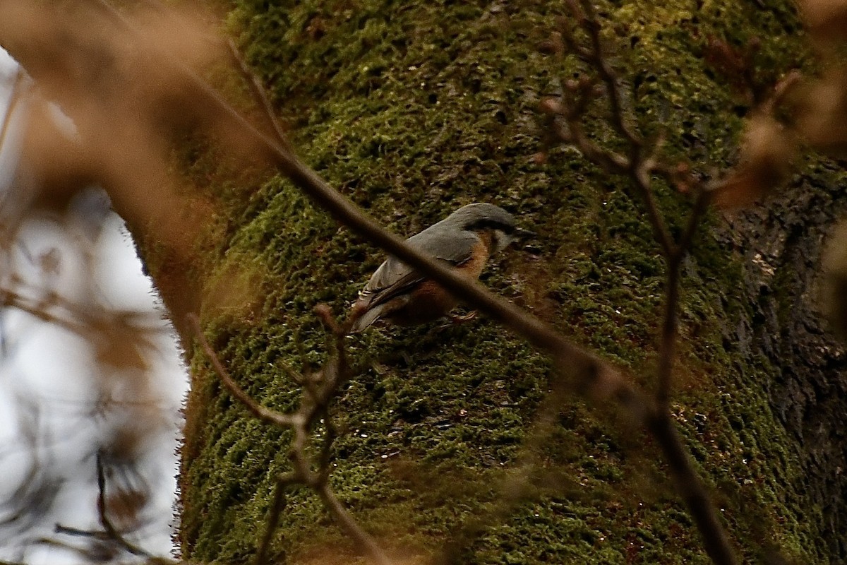 Повзик звичайний [група europaea] - ML646608105