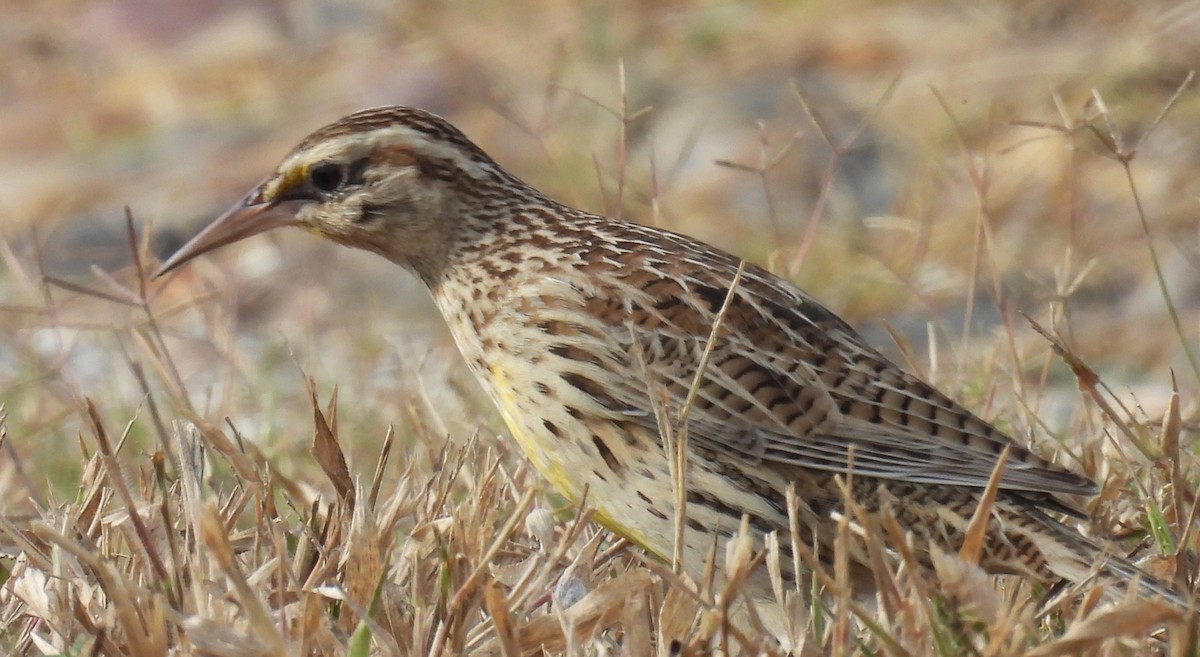 Western Meadowlark - ML646608106