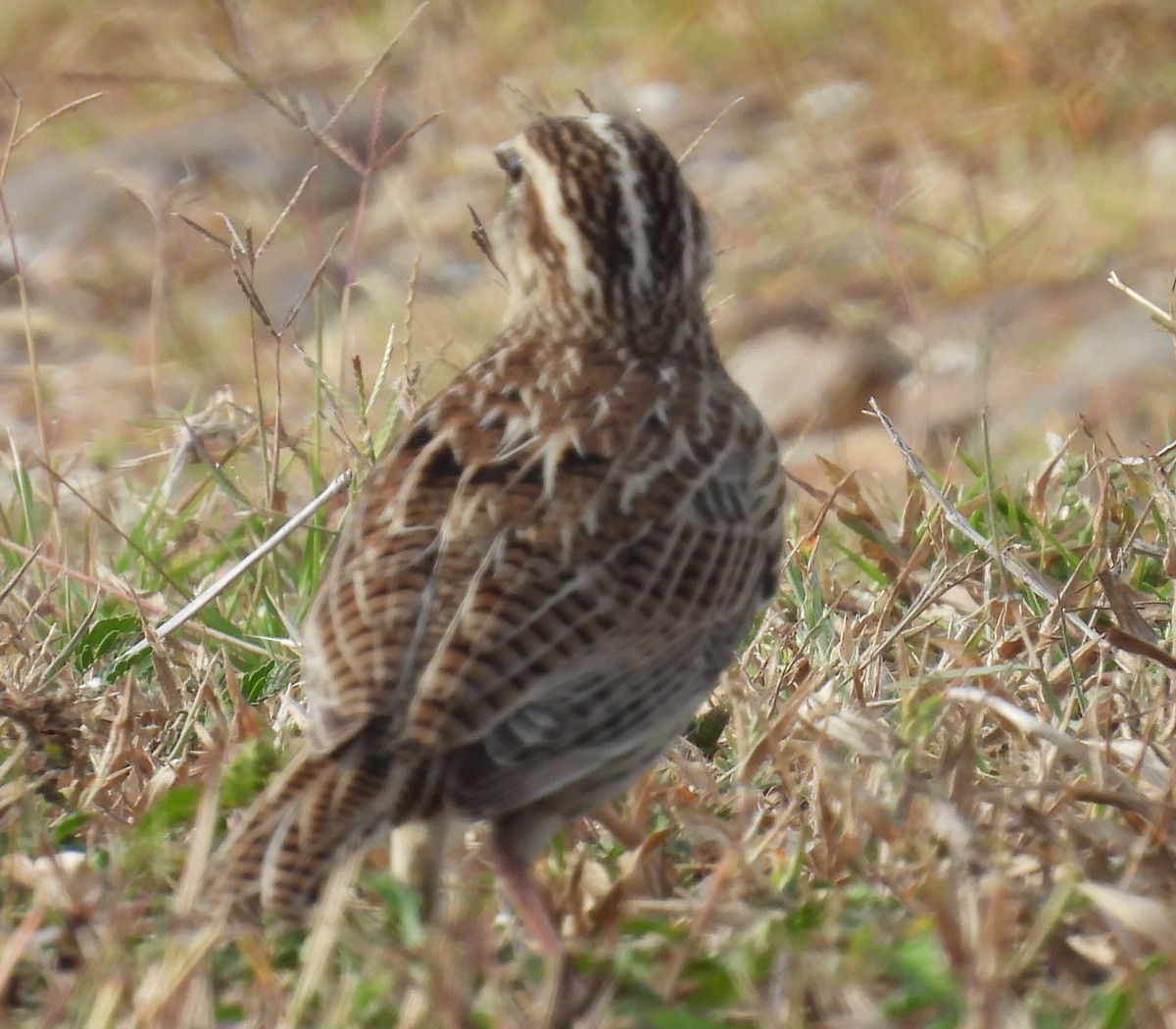 Western Meadowlark - ML646608107