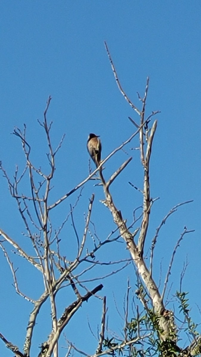 White-fronted Woodpecker - ML646608108