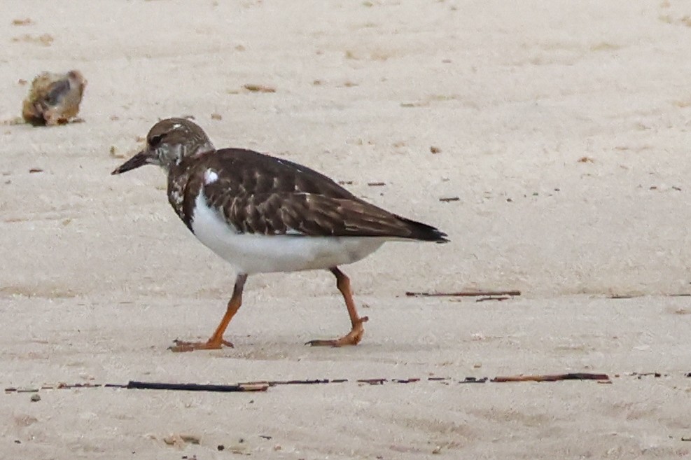 Ruddy Turnstone - ML646608110