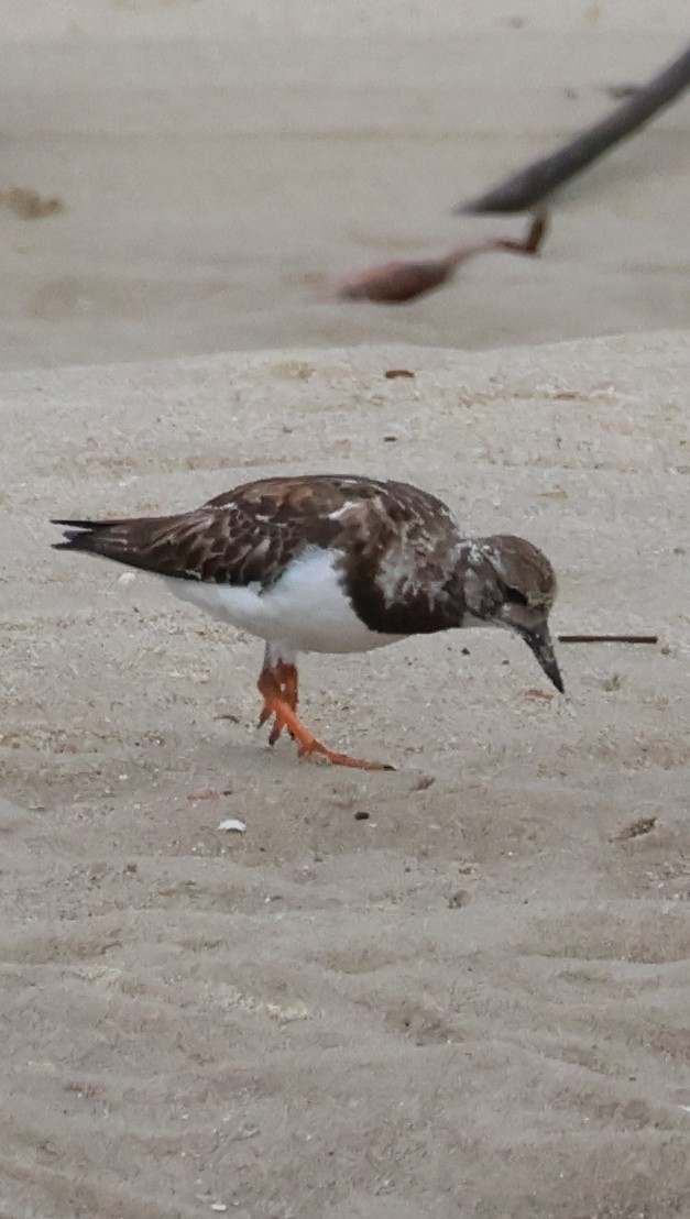 Ruddy Turnstone - ML646608111