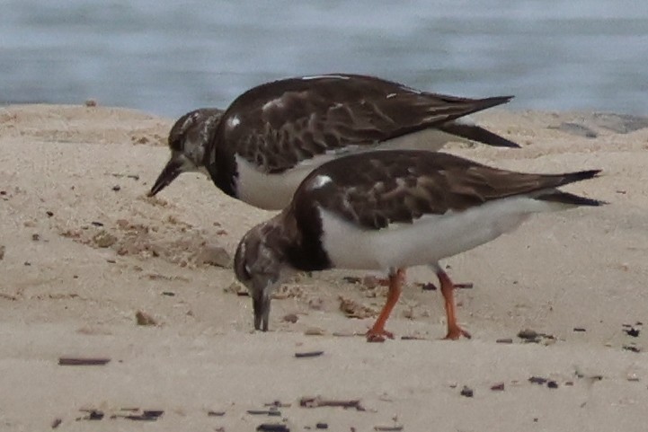 Ruddy Turnstone - ML646608112