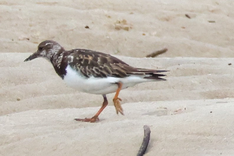 Ruddy Turnstone - ML646608113