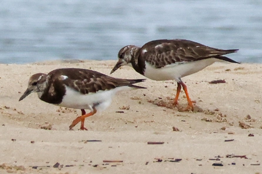 Ruddy Turnstone - ML646608114