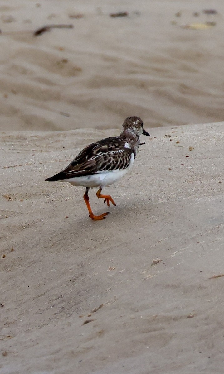 Ruddy Turnstone - ML646608115