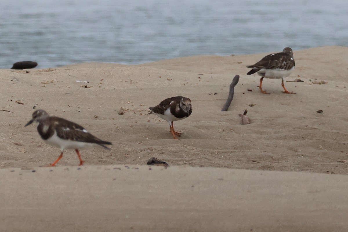 Ruddy Turnstone - ML646608116