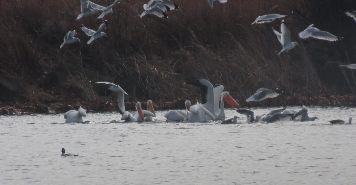 American White Pelican - ML646608120
