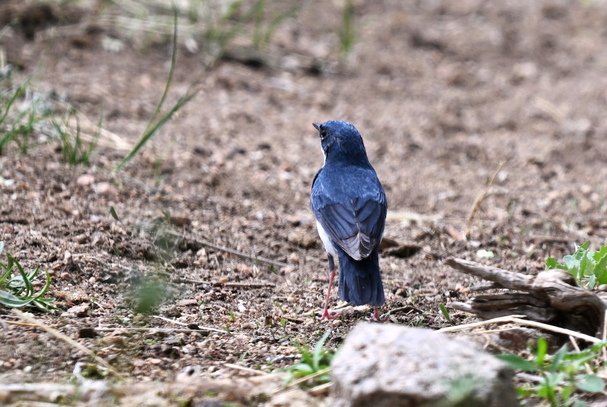 asurnattergal - ML646608122