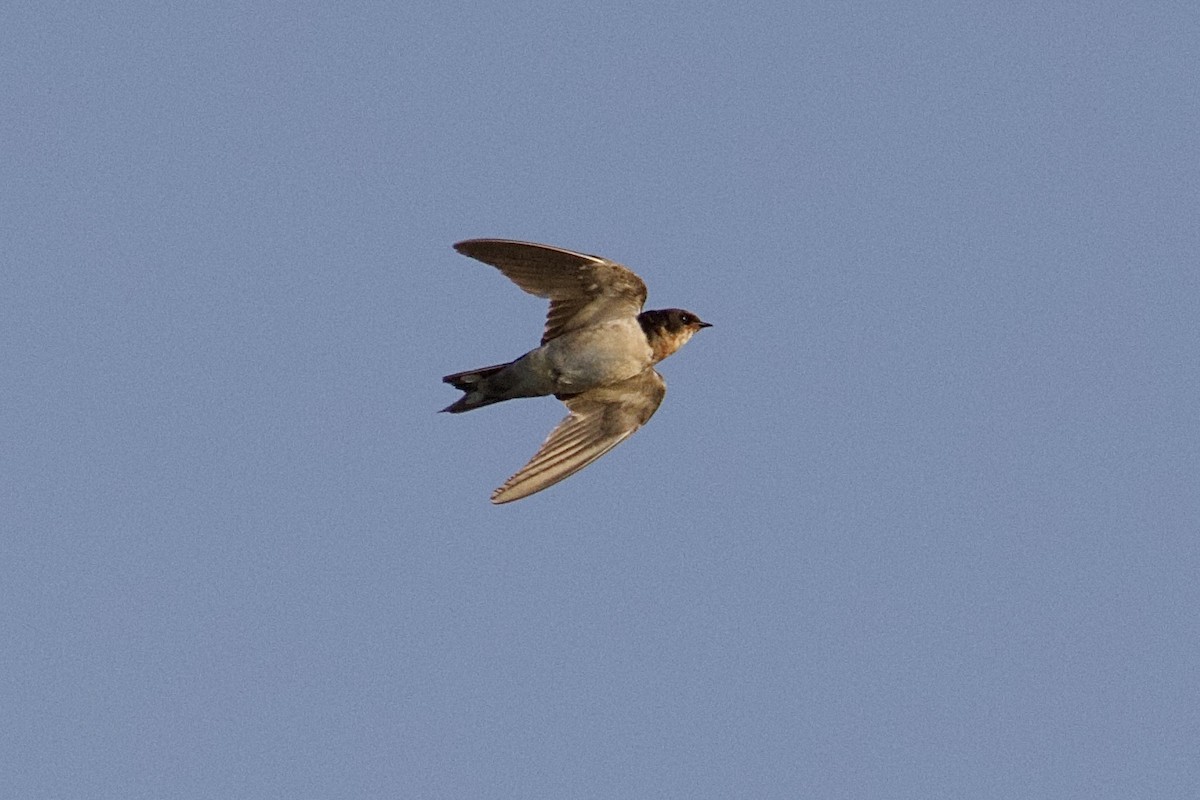 Barn Swallow - ML646608123