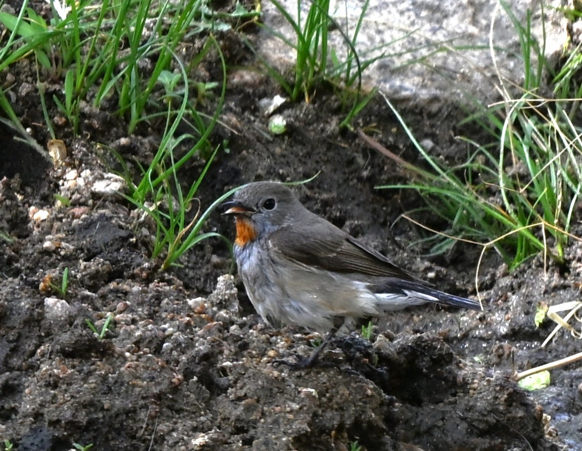 taigafluesnapper - ML646608125