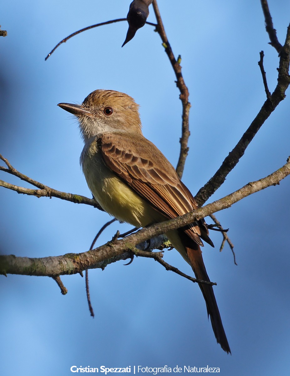Short-crested Flycatcher - ML646608128