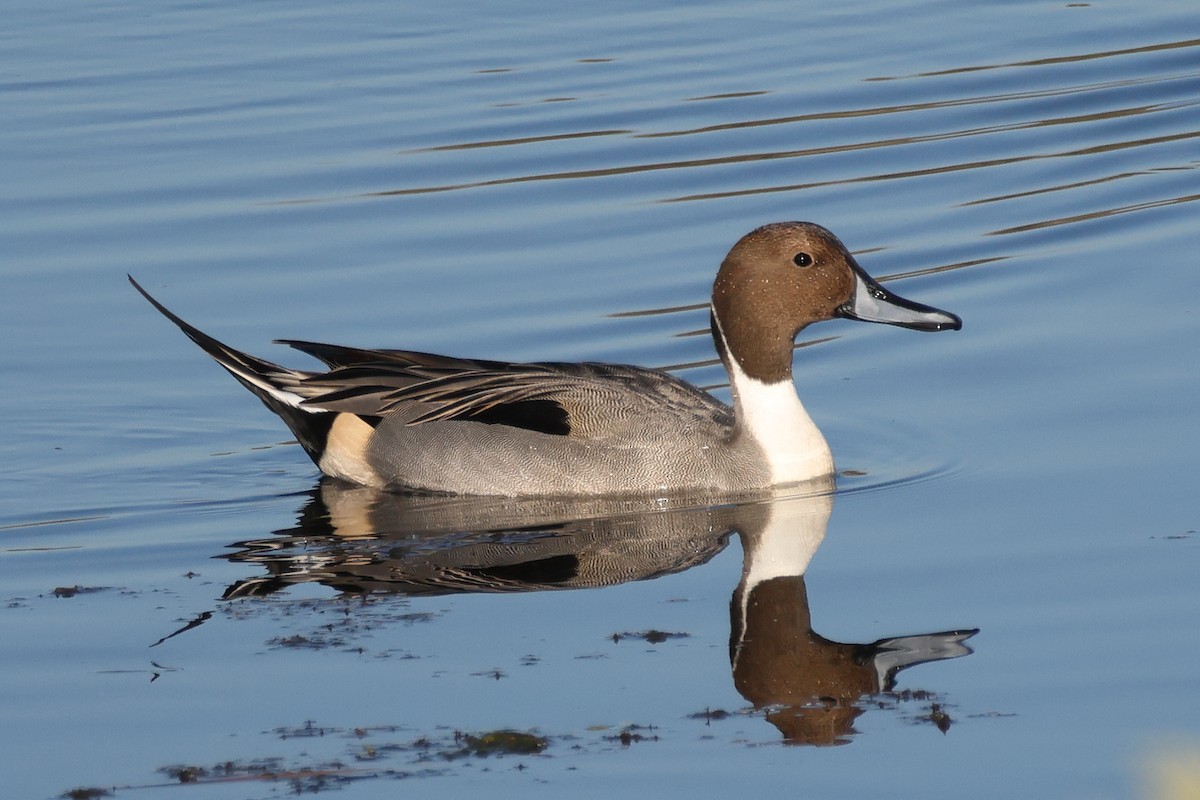 オナガガモ - ML646608129