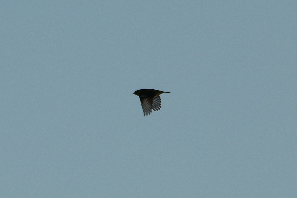 Cape May Warbler - ML646608134