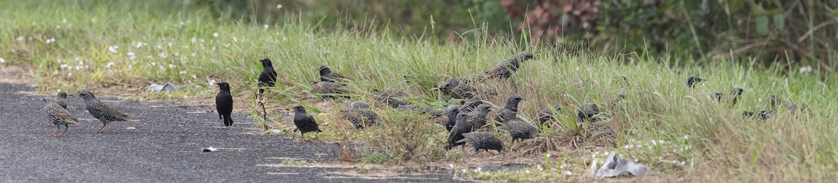 Storno - ML646608136