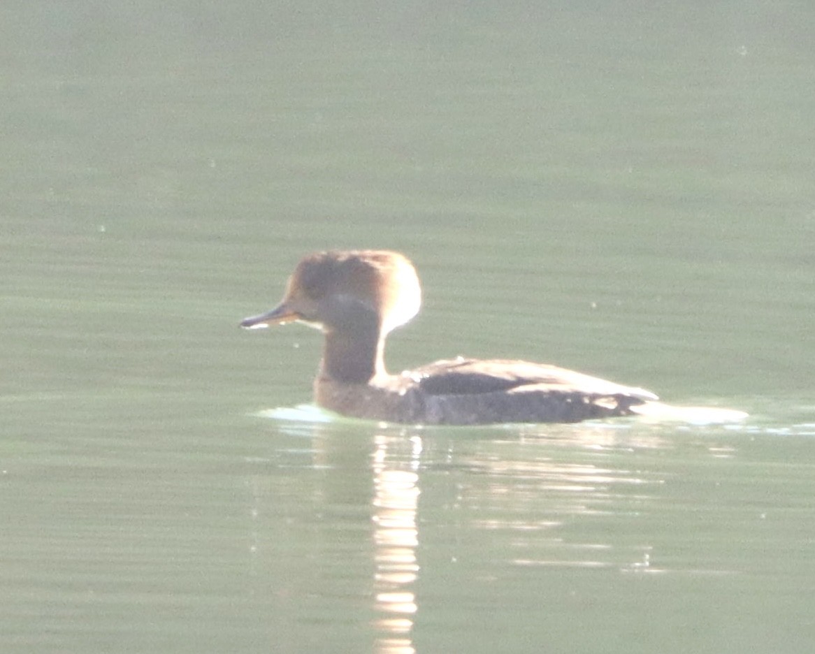 Hooded Merganser - ML646608138