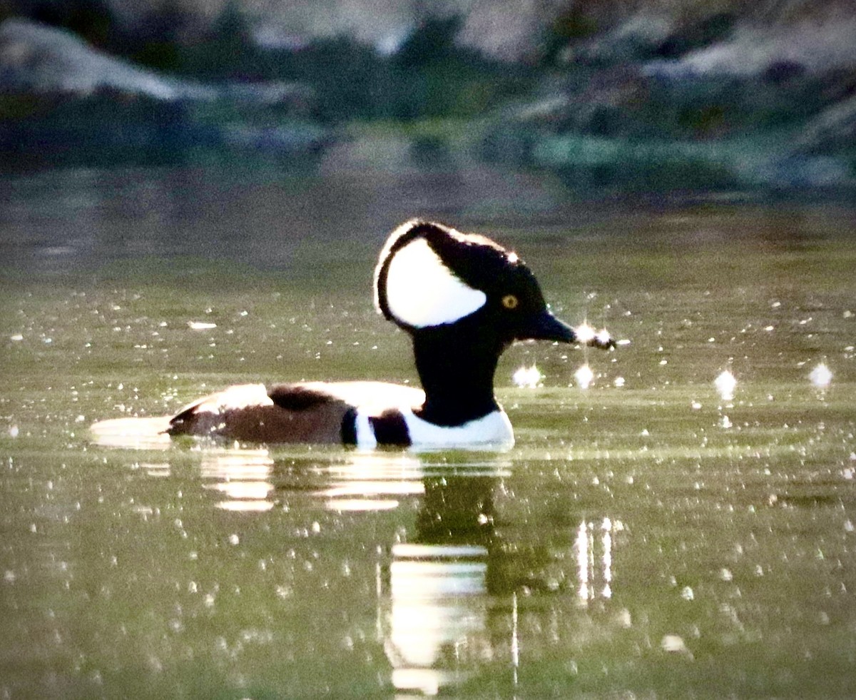 Hooded Merganser - ML646608139