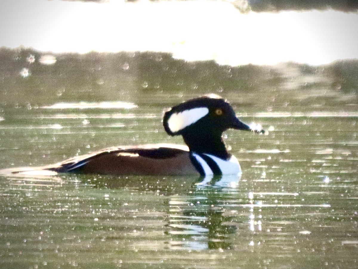 Hooded Merganser - ML646608140