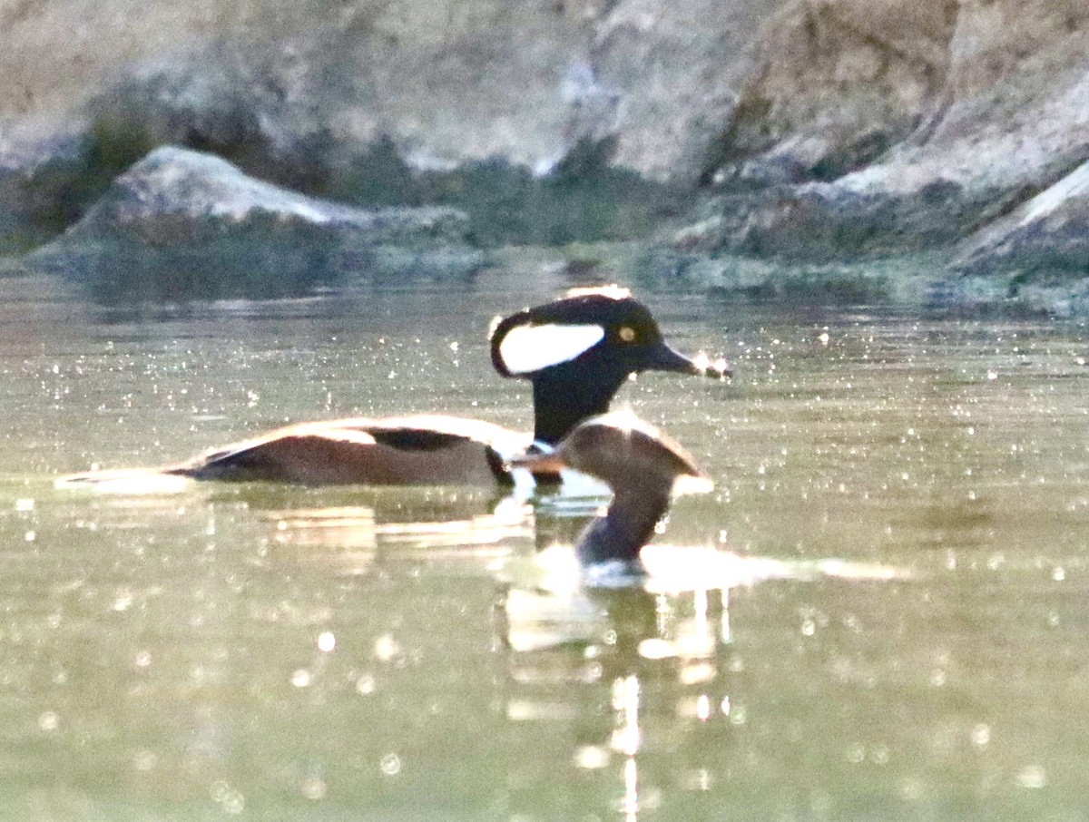 Hooded Merganser - ML646608141