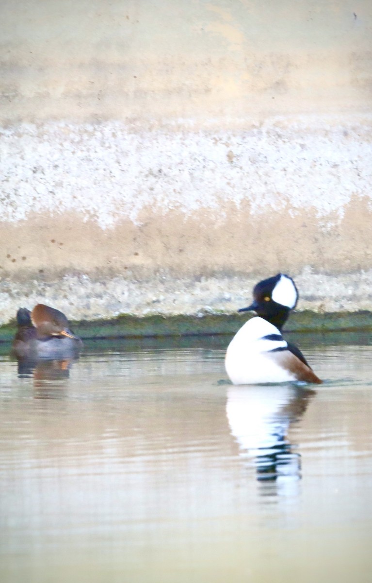 Hooded Merganser - ML646608142