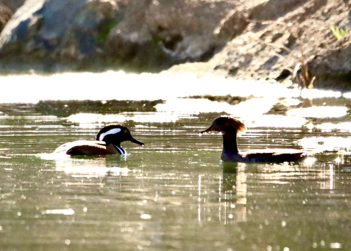 Hooded Merganser - ML646608143
